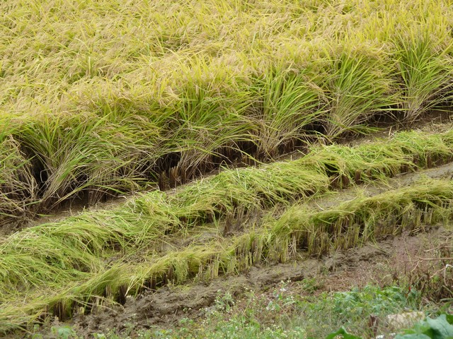 Rice ready for harvest